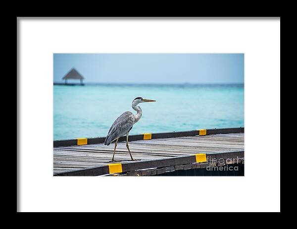 Animal Framed Print featuring the photograph The Hereon by Hannes Cmarits