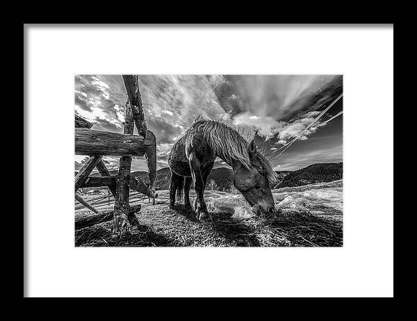 Horse Framed Print featuring the photograph The Horse by Faris
