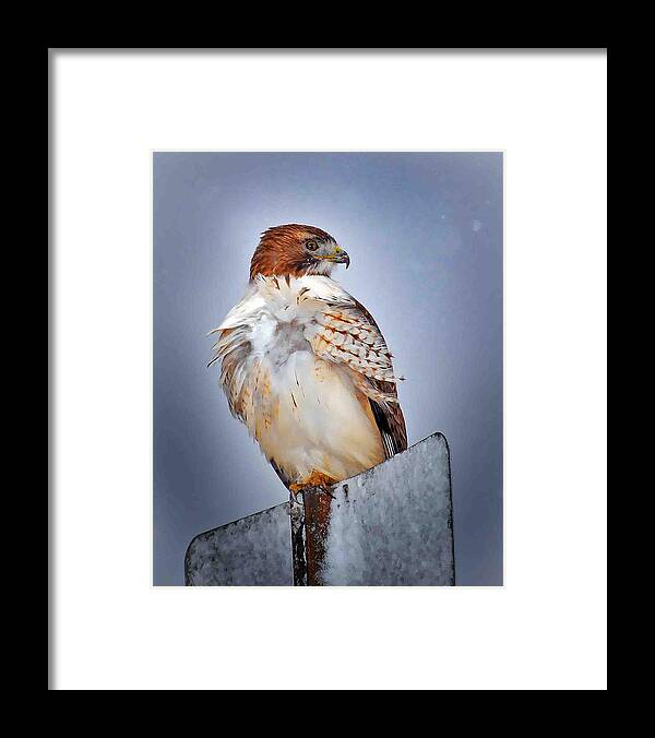 Red Tailed Hawk Framed Print featuring the photograph The Hunter by Brian Graybill