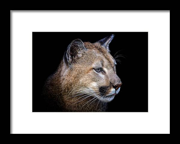 Cougar Framed Print featuring the photograph The Hunter by Ghostwinds Photography