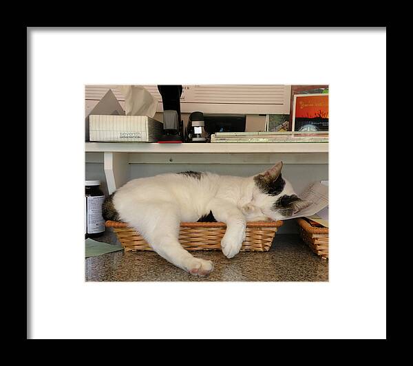 Cat Framed Print featuring the photograph The In Box Is Full - At Good Earth Market - Clarkville Delaware by Kim Bemis