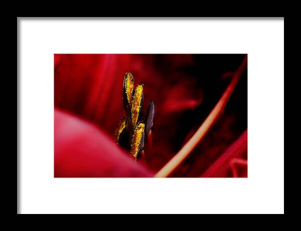 Scarlet Colored Lily Framed Print featuring the photograph The Insiders by Michael Eingle
