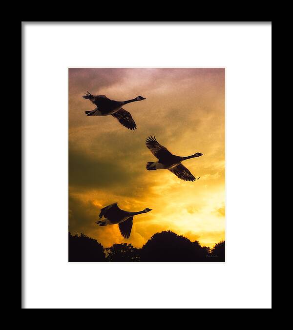 Geese Framed Print featuring the photograph The Journey South by Bob Orsillo