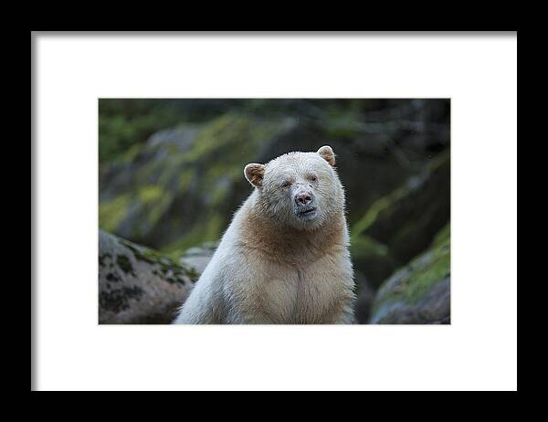 Bear Framed Print featuring the photograph The Kermode or Spirit Bear by Bill Cubitt