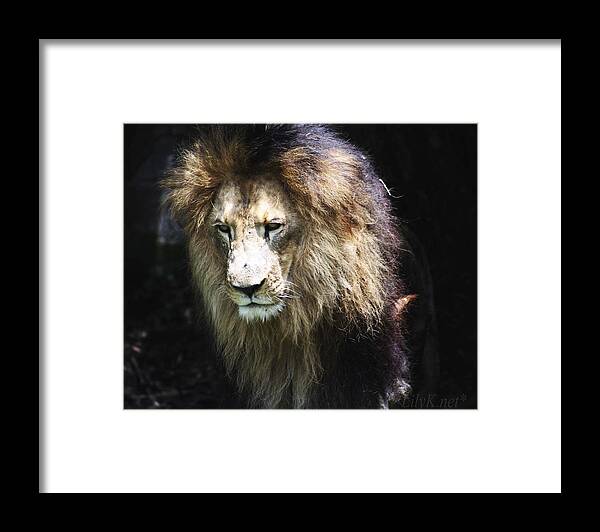 Leon Framed Print featuring the photograph The king in the shadows by Lily K