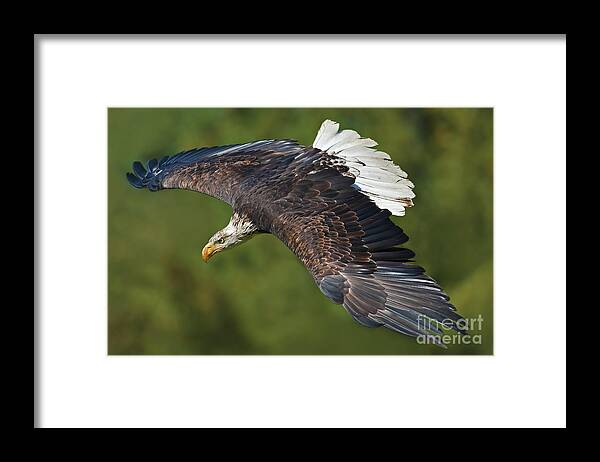 Nina Stavlund Framed Print featuring the photograph The King of the Skies... by Nina Stavlund