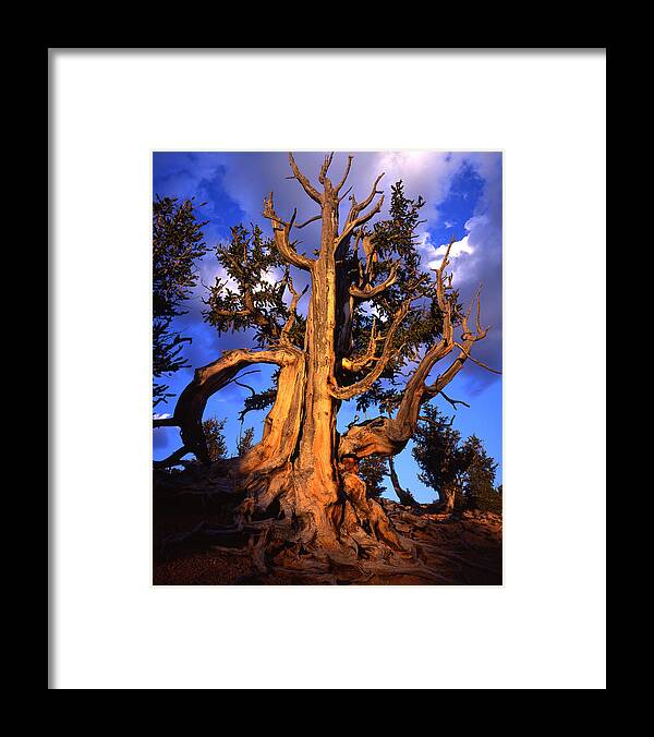 National Park Framed Print featuring the photograph The King by Ray Mathis