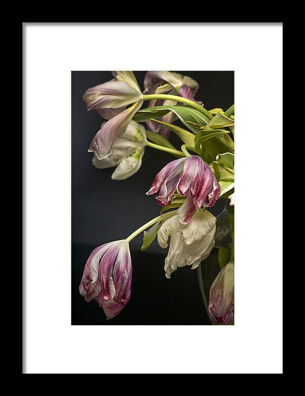 Tulips Framed Print featuring the photograph The Last Dance by Robert Dann