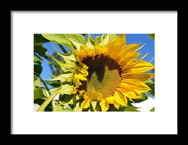 Yellow Framed Print featuring the photograph The Last of Summer 1 by Dacia Doroff