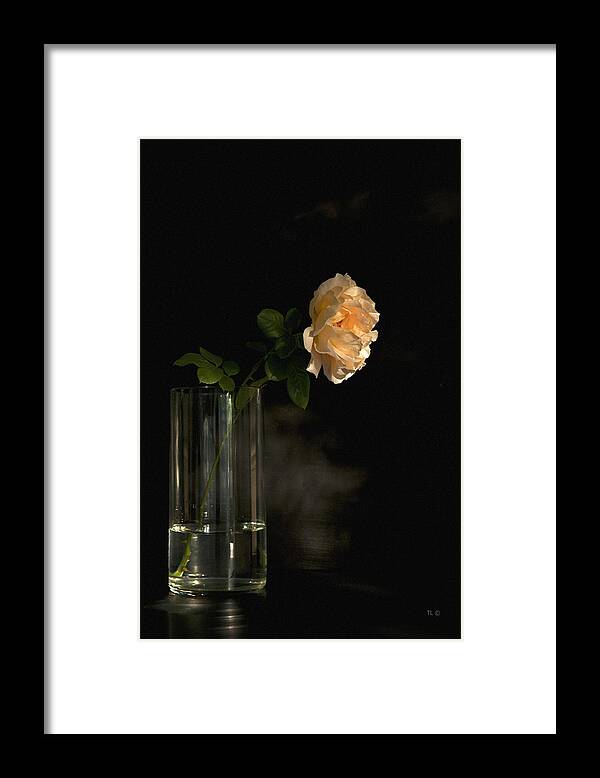 English Roses Framed Print featuring the photograph The Last Rose Of Summer by Theresa Tahara