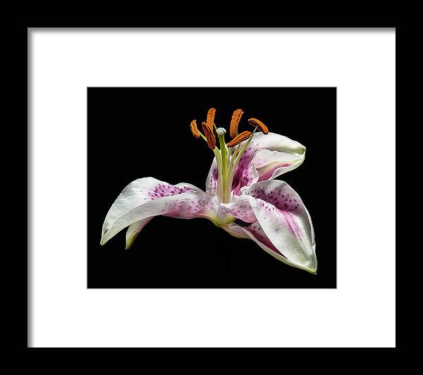 Lilly Framed Print featuring the photograph The Lilly by Len Romanick