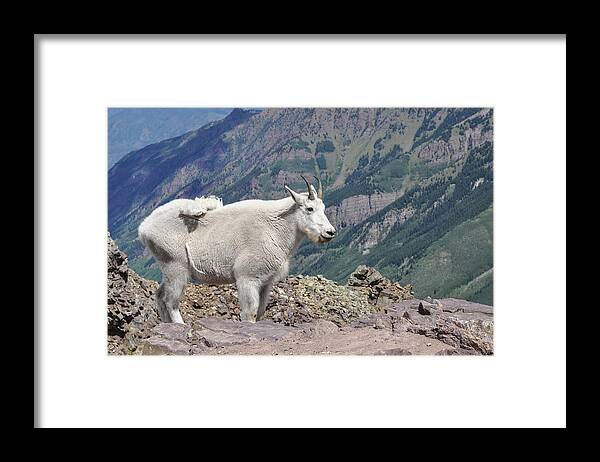 Mountain Framed Print featuring the photograph The Little Guy by Aaron Spong