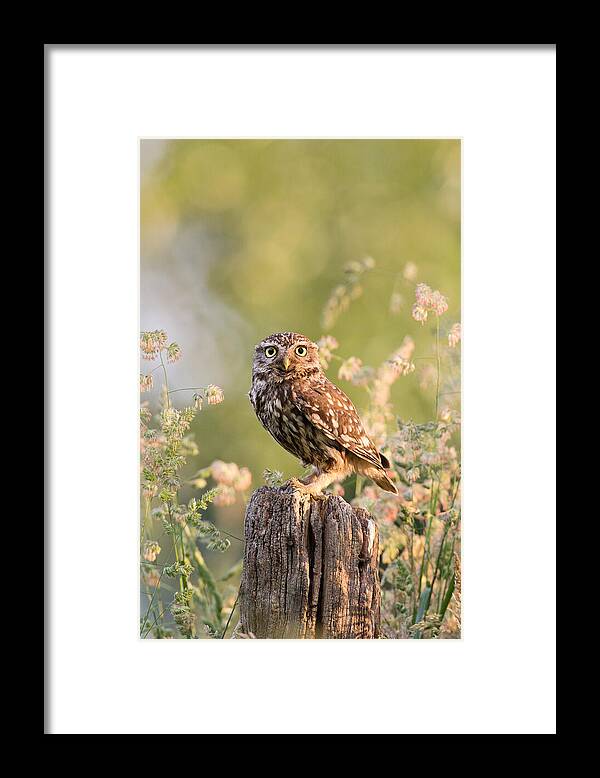 Adult Framed Print featuring the photograph The Little Owl by Roeselien Raimond