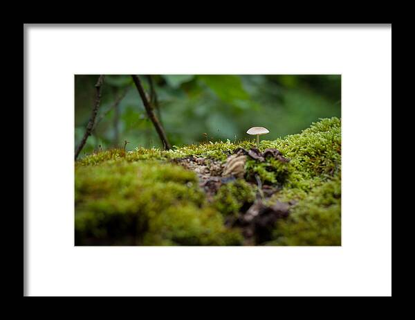 Natur Framed Print featuring the photograph The Little Things by Andreas Levi