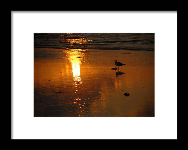 Sea Framed Print featuring the photograph The Lonely Seagull by Susan Moody