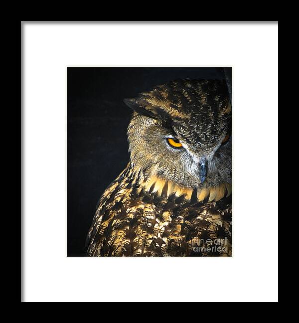 Owl Framed Print featuring the photograph The Look by Amy Porter