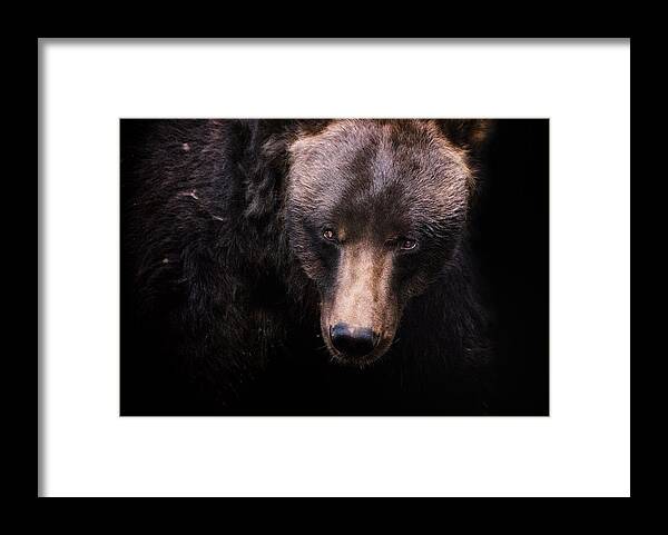 Crystal Yingling Framed Print featuring the photograph The Look by Ghostwinds Photography