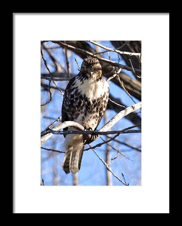 Wild Coopers Hawk Framed Print featuring the photograph The Look Says it All by Thomas Young