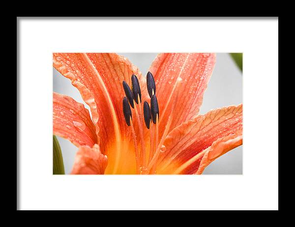 Bloom Framed Print featuring the photograph The Magic Of Flowers by Nick Mares