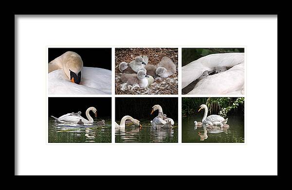 Swan Framed Print featuring the photograph The Magic Of Spring Panorama by Gill Billington