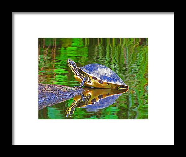 Expressive Framed Print featuring the photograph The Magnificence of Turtle by Lenore Senior