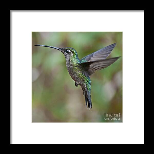 Female Framed Print featuring the photograph The Magnificent.. by Nina Stavlund