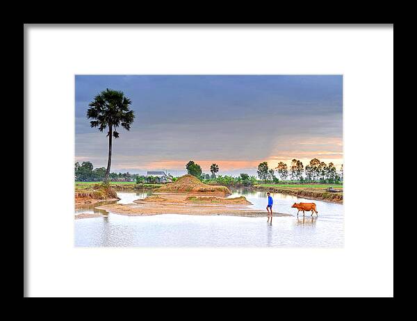 Cow Framed Print featuring the photograph The man and his cow by Dung Ma