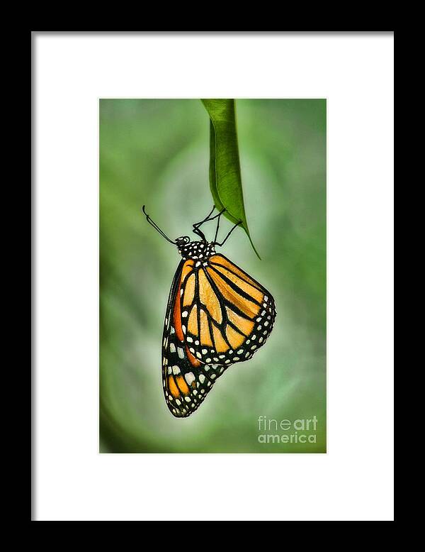 Natural Framed Print featuring the photograph The Monarch by Peggy Hughes