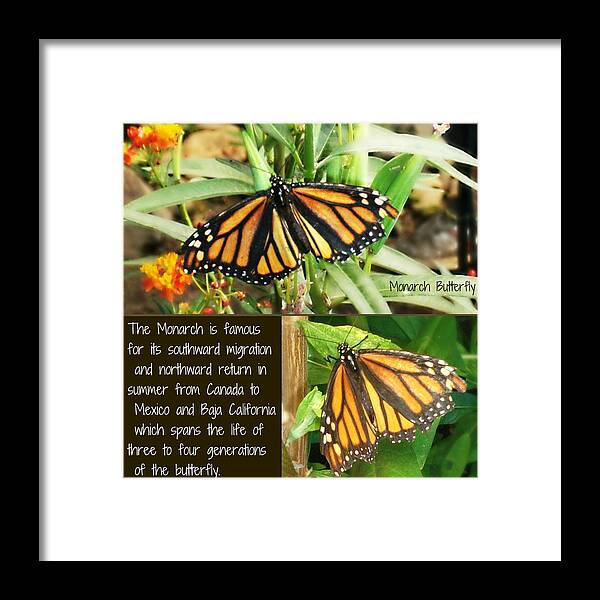 Monarch Framed Print featuring the photograph The Monarch Story by Mindy Bench