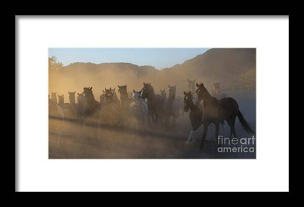Horses Framed Print featuring the photograph The Morning Run by Sandra Bronstein
