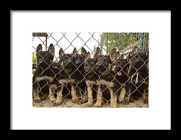 Gsd Framed Print featuring the photograph The N Litter by John Babis