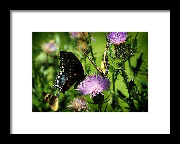 Papilio Glaucus Framed Print featuring the photograph The Nectar Seekers by Rebecca Sherman