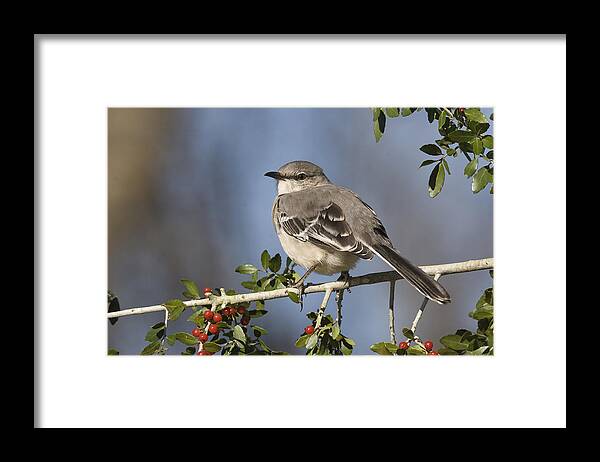 Eastern Mockingbird Framed Print featuring the photograph The Night Singer by Jim E Johnson