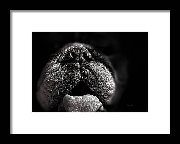 Dog Framed Print featuring the photograph The Nose Knows by Bob Orsillo