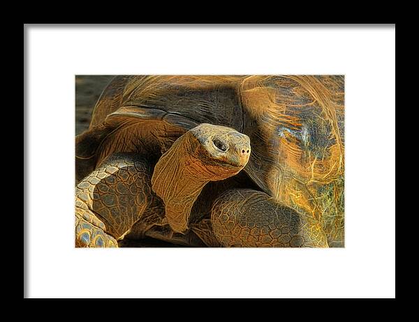 Tortoise Framed Print featuring the photograph The Old Guy by Deborah Benoit