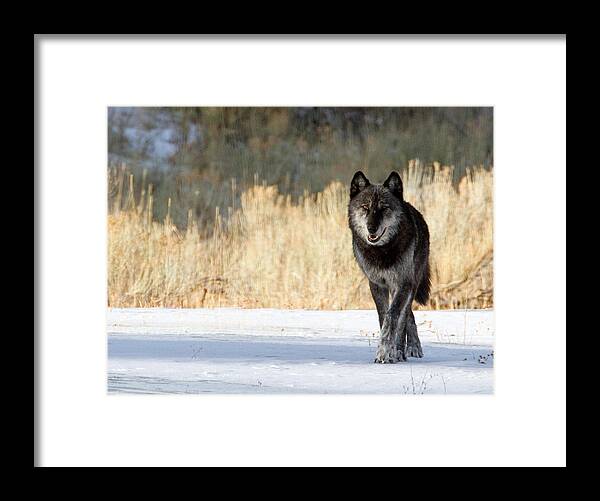 Yellowstone National Park Framed Print featuring the photograph The Old Man by Max Waugh