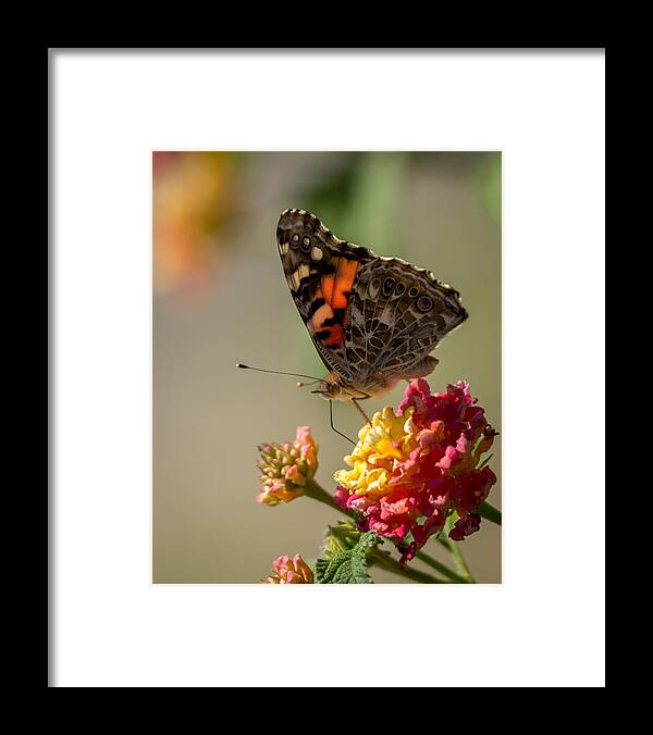The Painted Lady Framed Print featuring the photograph The Painted Lady by Ernest Echols