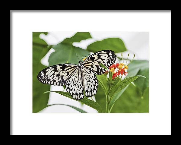 Butterfly Framed Print featuring the photograph The Paper Kite Butterfly by Maj Seda