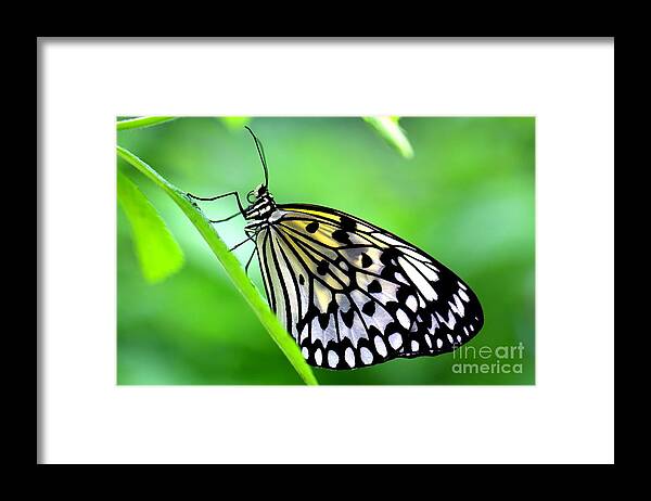 Butterfly Framed Print featuring the photograph The Paper Kite or Rice Paper or Large Tree Nymph butterfly also known as Idea leuconoe by Amanda Mohler
