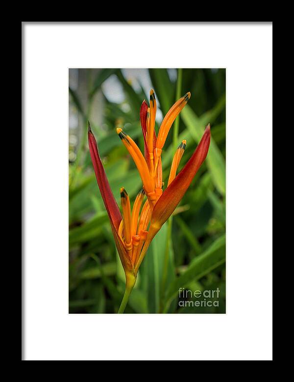 Orange Framed Print featuring the photograph The Parrot by Peggy Hughes