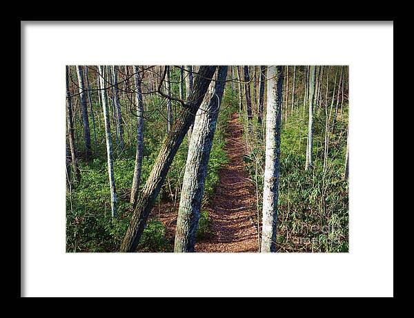 Woods Framed Print featuring the photograph The Path by Stacie Siemsen