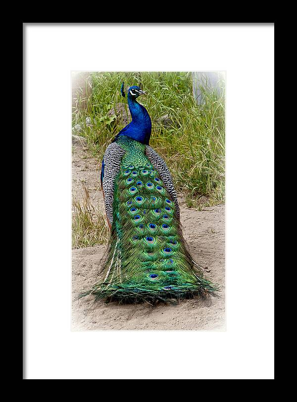 The Peacock Framed Print featuring the photograph The Peacock by Her Arts Desire