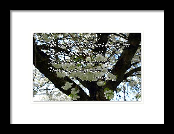 Cherry Trees Framed Print featuring the photograph The Perfumed Cherry Tree 2 by Joan-Violet Stretch