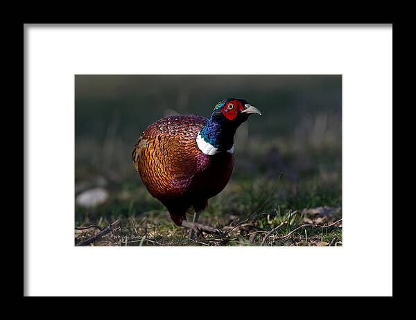 The Pheasant Framed Print featuring the photograph The Pheasant by Torbjorn Swenelius