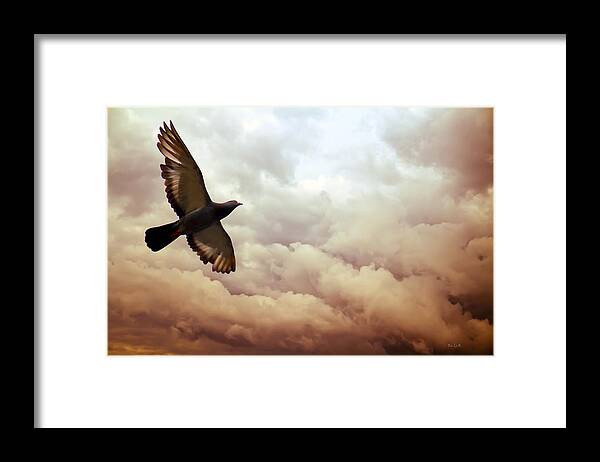 Pigeon Framed Print featuring the photograph The Pigeon by Bob Orsillo