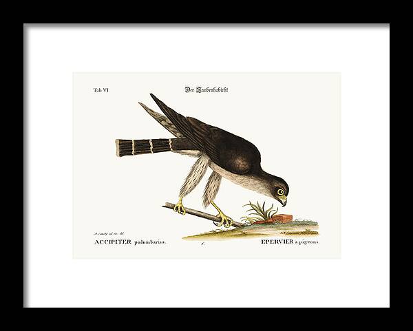 Johann Michael Seligmann Framed Print featuring the drawing The Pigeon Hawk by Splendid Art Prints
