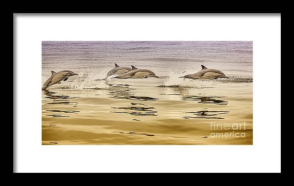 Dolphin Framed Print featuring the photograph Dolphin Canvas Print, Photographic Print, Art Print, Framed Print, Greeting Card, iPhone Case, by David Millenheft