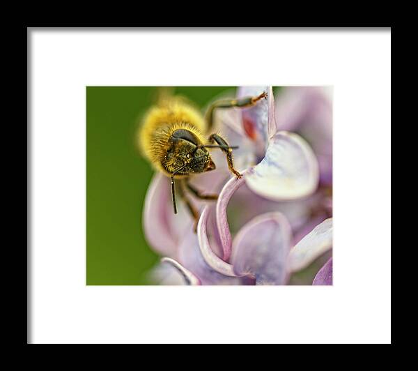 Bee Framed Print featuring the photograph The Pollinator by Sue Capuano