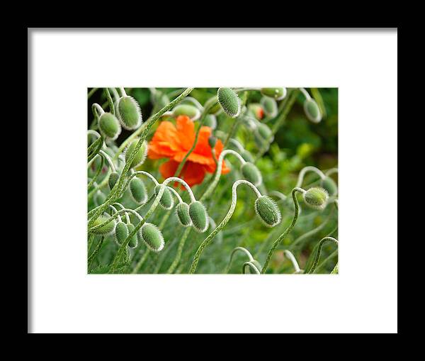 Poppy Framed Print featuring the photograph The Poppy by Evelyn Tambour