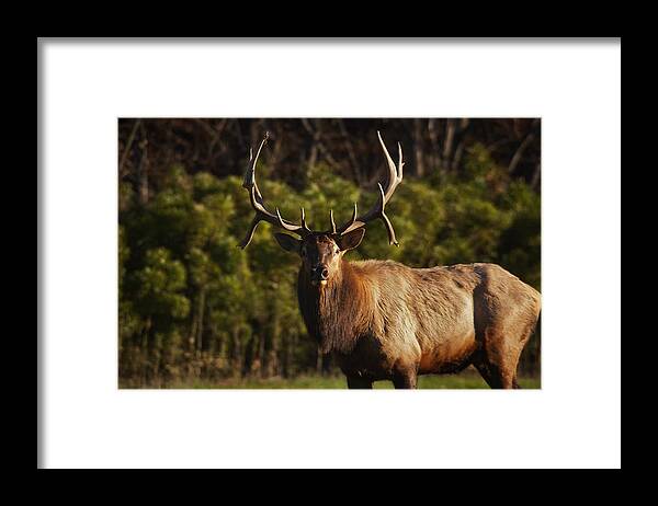 Royal Bull Elk Framed Print featuring the photograph The Prince of Boxley Valley by Michael Dougherty